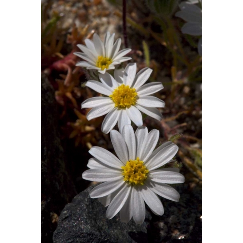 California, Anza-Borrego Desert Star flowers